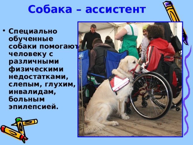  Собака – ассистент   Специально обученные собаки помогают человеку с различными физическими недостатками, слепым, глухим, инвалидам, больным эпилепсией. 