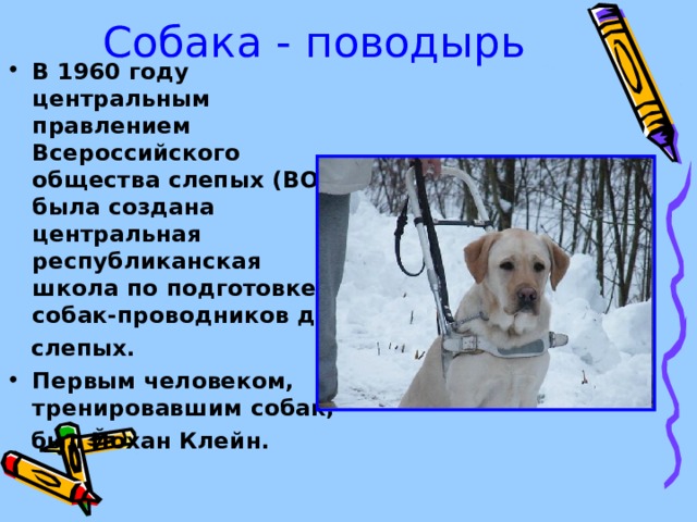 Собака - поводырь В 1960 году центральным правлением Всероссийского общества слепых (ВОС) была создана центральная республиканская школа по подготовке собак-проводников для  слепых. Первым человеком, тренировавшим собак,  был Йохан Клейн. 