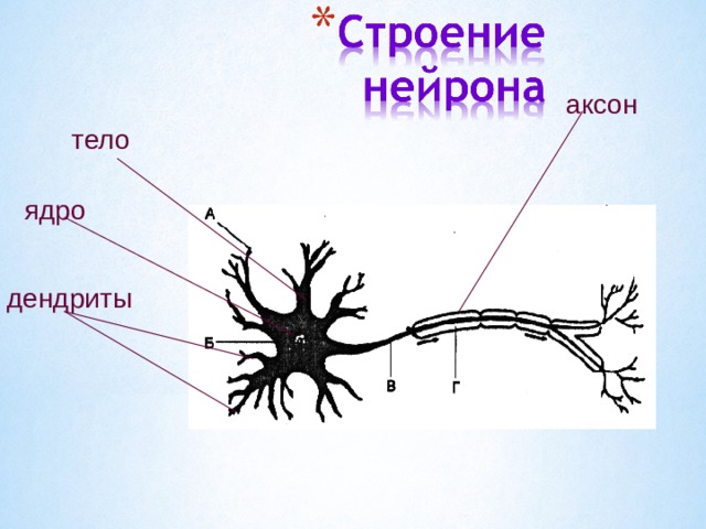 На рисунке цифрой 1 обозначен аксон