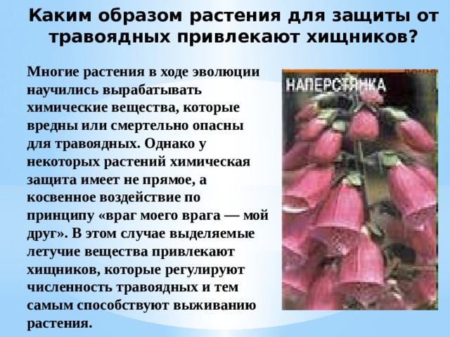 Каким образом растения для защиты от травоядных привлекают хищников? Многие растения в ходе эволюции научились вырабатывать химические вещества, которые вредны или смертельно опасны для травоядных. Однако у некоторых растений химическая защита имеет не прямое, а косвенное воздействие по принципу «враг моего врага — мой друг». В этом случае выделяемые летучие вещества привлекают хищников, которые регулируют численность травоядных и тем самым способствуют выживанию растения. 