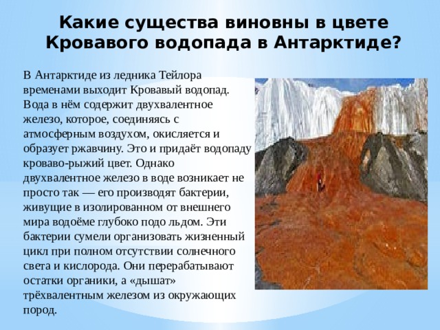 Какие существа виновны в цвете Кровавого водопада в Антарктиде? В Антарктиде из ледника Тейлора временами выходит Кровавый водопад. Вода в нём содержит двухвалентное железо, которое, соединяясь с атмосферным воздухом, окисляется и образует ржавчину. Это и придаёт водопаду кроваво-рыжий цвет. Однако двухвалентное железо в воде возникает не просто так — его производят бактерии, живущие в изолированном от внешнего мира водоёме глубоко подо льдом. Эти бактерии сумели организовать жизненный цикл при полном отсутствии солнечного света и кислорода. Они перерабатывают остатки органики, а «дышат» трёхвалентным железом из окружающих пород. 