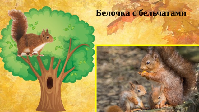 Белочка с бельчатами 