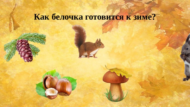 Как белочка готовится к зиме? 