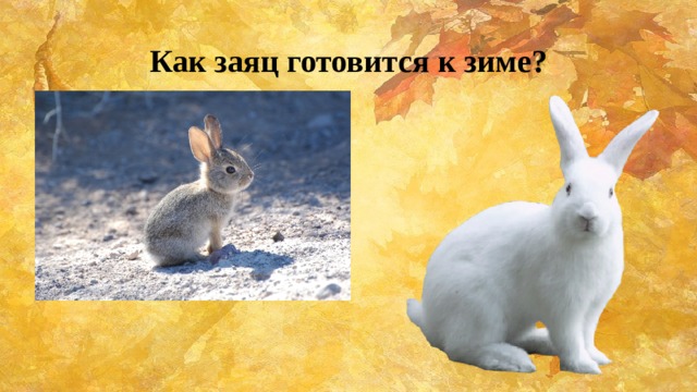 Как заяц готовится к зиме? 