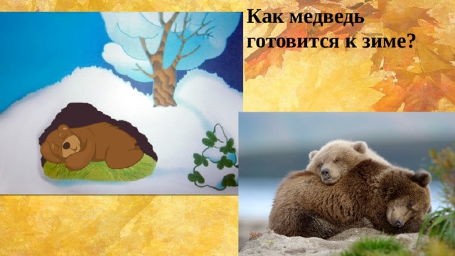 Как медведь готовится к зиме? \ 