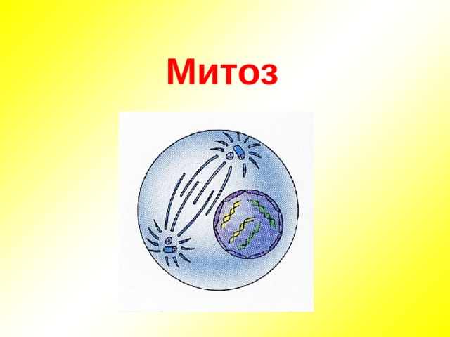 Митоз презентация 9 класс биология