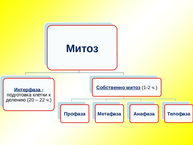 Митоз презентация 9 класс