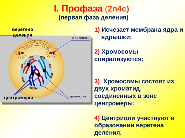 Какой тип и фаза деления клетки изображены на рисунке ответ обоснуйте какие процессы происходят