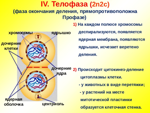 Исчезновение веретена деления фаза