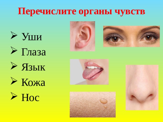 Перечислите органы чувств  Уши  Глаза  Язык  Кожа  Нос 