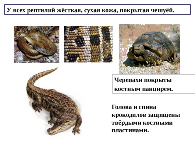 У всех рептилий жёсткая, сухая кожа, покрытая чешуёй. Черепахи покрыты костным панцирем . Голова и спина крокодилов защищены твёрдыми костными пластинами. 