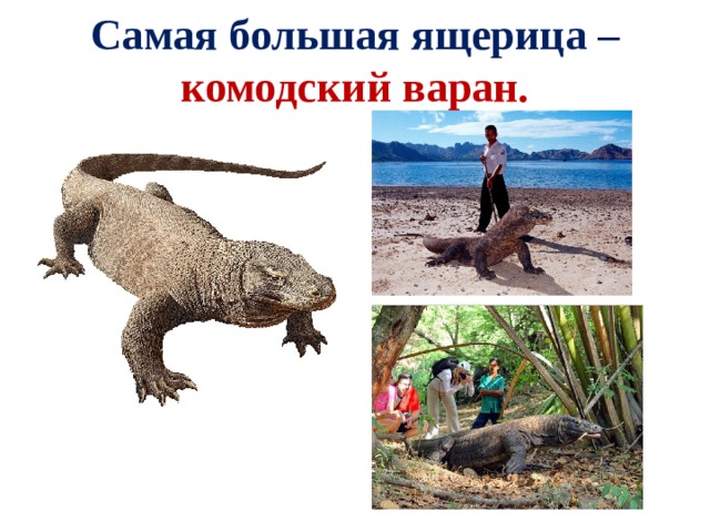 Самая большая ящерица – комодский варан. 