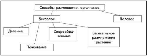 Схема бесполого размножения 5 класс биология с примерами