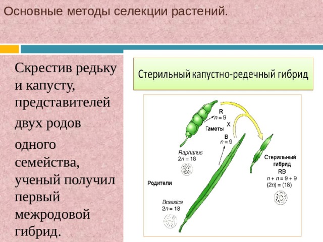 Презентация по теме селекция 10 класс