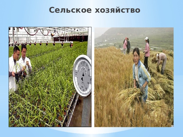 Сельское хозяйство Сельское хозяйство 