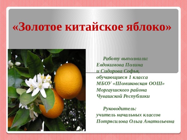 Яблоня китайская золотая. Казань молл золотое яблоко. Яблоки в китае. Золотое яблоко китай. Золотое яблоко китай.