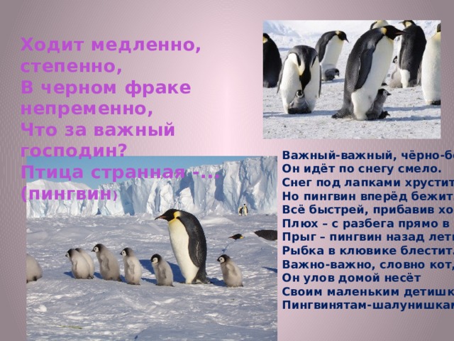Ходит медленно, степенно, В черном фраке непременно, Что за важный господин? Птица странная -... (пингвин ) Важный-важный, чёрно-белый, Он идёт по снегу смело. Снег под лапками хрустит, Но пингвин вперёд бежит. Всё быстрей, прибавив ходу, Плюх – с разбега прямо в воду! Прыг – пингвин назад летит, Рыбка в клювике блестит. Важно-важно, словно кот, Он улов домой несёт Своим маленьким детишкам, Пингвинятам-шалунишкам. 