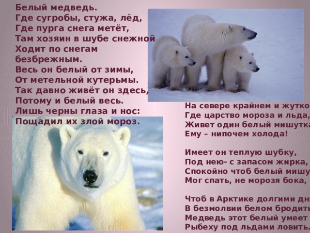 Белый медведь. Где сугробы, стужа, лёд, Где пурга снега метёт, Там хозяин в шубе снежной Ходит по снегам безбрежным. Весь он белый от зимы, От метельной кутерьмы. Так давно живёт он здесь, Потому и белый весь. Лишь черны глаза и нос: Пощадил их злой мороз. На севере крайнем и жутком, Где царство мороза и льда, Живет один белый мишутка, Ему – нипочем холода!  Имеет он теплую шубку, Под нею- с запасом жирка, Спокойно чтоб белый мишутка Мог спать, не морозя бока,  Чтоб в Арктике долгими днями В безмолвии белом бродить. Медведь этот белый умеет Рыбеху под льдами ловить. 