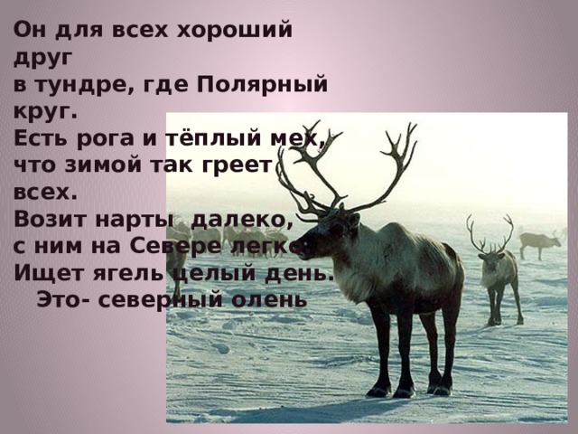Он для всех хороший друг в тундре, где Полярный круг. Есть рога и тёплый мех, что зимой так греет всех. Возит нарты далеко, с ним на Севере легко. Ищет ягель целый день.  Это- северный олень 