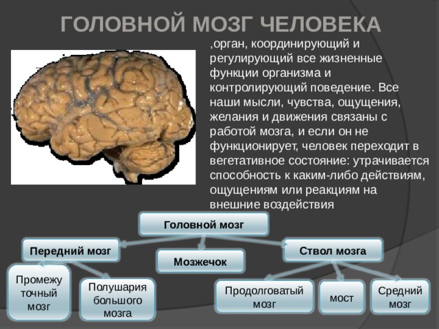 ГОЛОВНОЙ МОЗГ ЧЕЛОВЕКА , орган, координирующий и регулирующий все жизненные функции организма и контролирующий поведение. Все наши мысли, чувства, ощущения, желания и движения связаны с работой мозга, и если он не функционирует, человек переходит в вегетативное состояние: утрачивается способность к каким-либо действиям, ощущениям или реакциям на внешние воздействия Головной мозг Ствол мозга Передний мозг Мозжечок Промежу точный мозг Полушария большого мозга Средний мозг Продолговатый мозг мост 