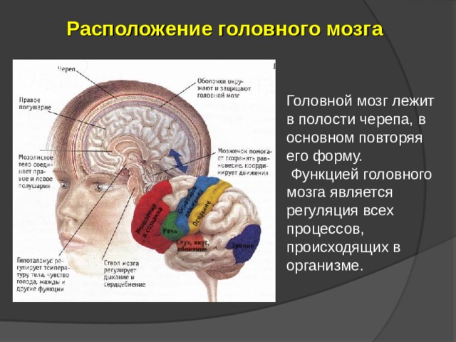 Расположение головного мозга Головной мозг лежит в полости черепа, в основном повторяя его форму.  Функцией головного мозга является регуляция всех процессов, происходящих в организме. 