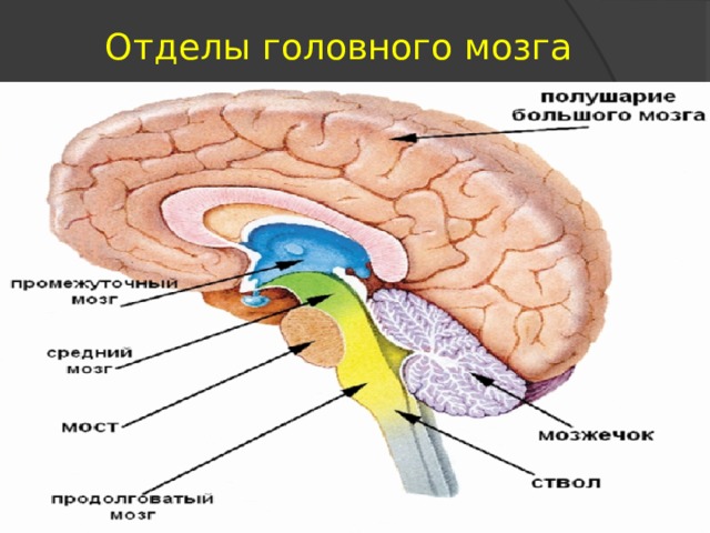Отделы головного мозга 