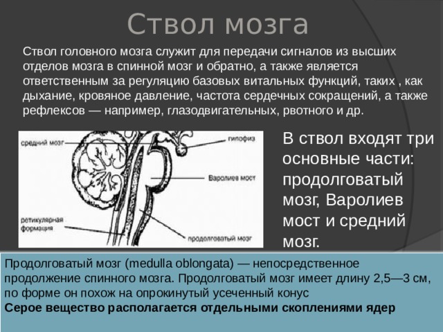 Ствол  мозга Ствол головного мозга служит для передачи сигналов из высших отделов мозга в спинной мозг и обратно, а также является ответственным за регуляцию базовых витальных функций, таких , как дыхание, кровяное давление, частота сердечных сокращений, а также рефлексов — например, глазодвигательных, рвотного и др. В ствол входят три основные части: продолговатый мозг, Варолиев мост и средний мозг. Продолговатый мозг (medulla oblongata) — непосредственное продолжение спинного мозга. Продолговатый мозг имеет длину 2,5—3 см, по форме он похож на опрокинутый усеченный конус Серое вещество располагается отдельными скоплениями ядер  
