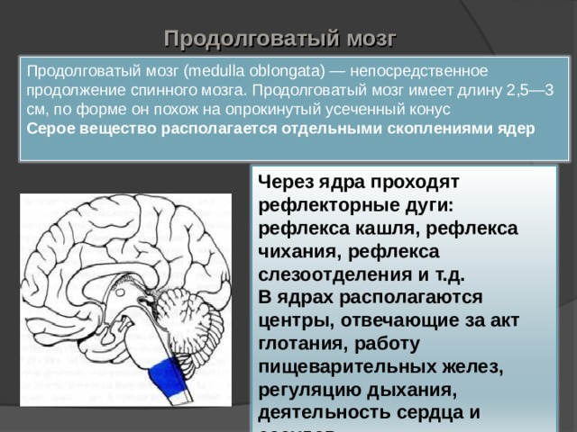 Продолговатый мозг Продолговатый мозг (medulla oblongata) — непосредственное продолжение спинного мозга. Продолговатый мозг имеет длину 2,5—3 см, по форме он похож на опрокинутый усеченный конус Серое вещество располагается отдельными скоплениями ядер  Через ядра проходят рефлекторные дуги: рефлекса кашля, рефлекса чихания, рефлекса слезоотделения и т.д. В ядрах располагаются центры, отвечающие за акт глотания, работу пищеварительных желез, регуляцию дыхания, деятельность сердца и сосудов . 
