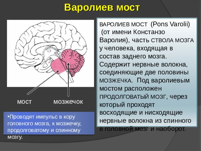 Варолиев мост ВАРОЛИЕВ МОСТ  (Pons Varolii)  (от имени Констанзо Варолия), часть СТВОЛА МОЗГА у человека, входящая в состав заднего мозга. Содержит нервные волокна, соединяющие две половины МОЗЖЕЧКА . Под варолиевым мостом расположен ПРОДОЛГОВАТЫЙ МОЗГ , через который проходят восходящие и нисходящие нервные волокна из спинного в головной мозг и наоборот. мост мозжечок Проводят импульс в кору головного мозга, к мозжечку, продолговатому и спинному мозгу. 