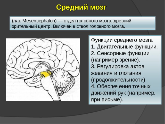 Средний мозг (лат. Mesencephalon) — отдел головного мозга, древний зрительный центр. Включен в ствол головного мозга. Функции среднего мозга 1. Двигательные функции. 2. Сенсорные функции (например зрение). 3. Регулировка актов жевания и глотания (продолжительности) 4. Обеспечения точных движений рук (например, при письме). 