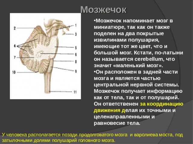 Мозжечок Мозжечок напоминает мозг в миниатюре, так как он также поделен на два покрытые извилинами полушария, имеющие тот же цвет, что и большой мозг. Кстати, по-латыни он называется cerebellum, что значит «маленький мозг». Он расположен в задней части мозга и является частью центральной нервной системы. Мозжечок получает информацию как от тела, так и от полушарий. Он ответственен за координацию движения д елая их точными и целенаправленными и равновесие тела. У человека располагается позади продолговатого мозга  и варолиева моста, под затылочными долями полушарий головного мозга. 