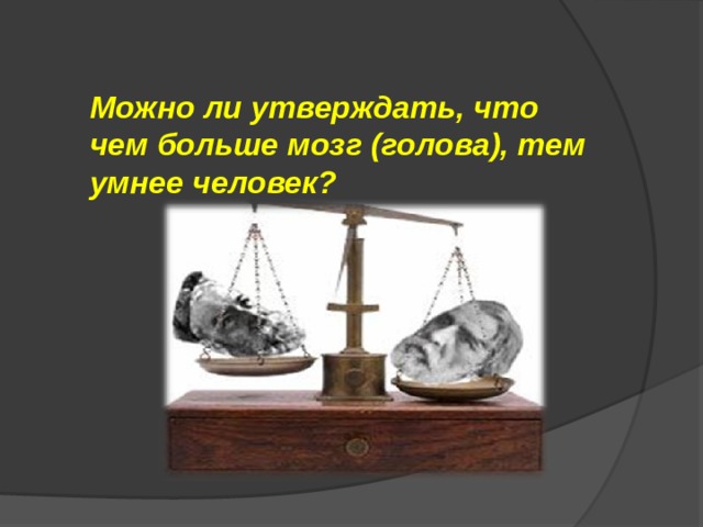  Можно ли утверждать, что чем больше мозг (голова), тем умнее человек? 