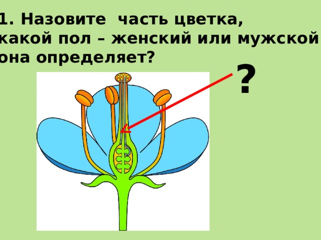 Как выглядит женская часть цветка Биологический диктант "Цветок"