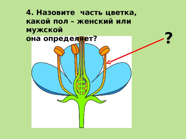 Указать части цветка