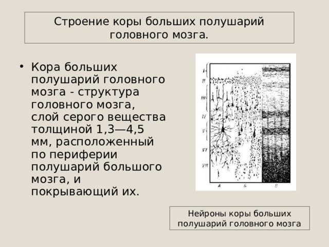 Строение коры больших полушарий головного мозга. Кора больших полушарий головного мозга - структура головного мозга, слой серого вещества толщиной 1,3—4,5 мм, расположенный по периферии полушарий большого мозга, и покрывающий их. Нейроны коры больших полушарий головного мозга 