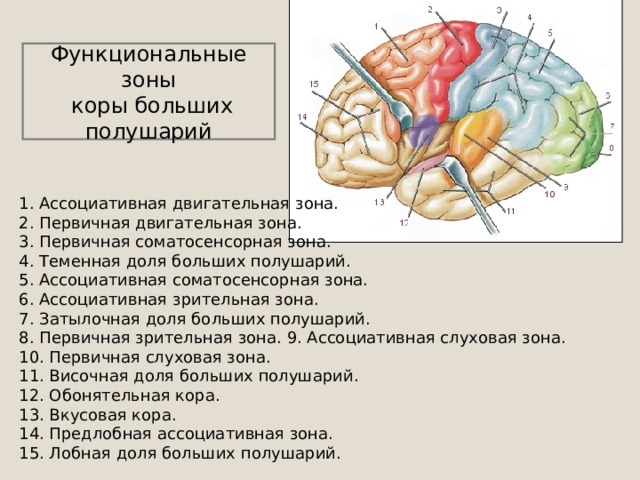 Функциональные зоны коры больших полушарий. Ассоциативная зона коры головного мозга.
