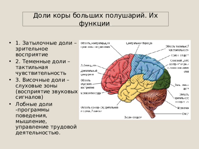 Полушария мозга - Биология - Презентации - 8 класс