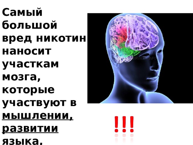 Самый большой вред никотин наносит участкам мозга, которые участвуют в мышлении, развитии языка, краткосрочной и долговременной памяти 