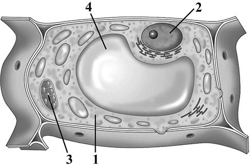 Рисунок растительной клетки 6 класс биология впр. Строение растительной клетки ВПР. Растительная клетка ВПР. Структура клетки ВПР биология. Структура растительной клетки 6 класс ВПР.
