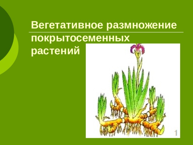 Вегетативное размножение покрытосеменных растений 