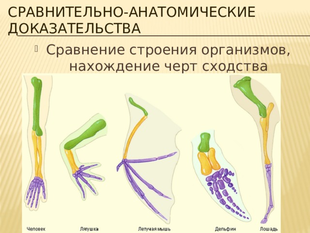 Сравнительно-анатомические доказательства Сравнение строения организмов, нахождение черт сходства 