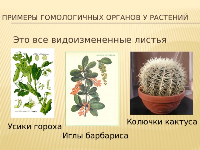 Примеры гомологичных органов у растений Это все видоизмененные листья Колючки кактуса Усики гороха Иглы барбариса 