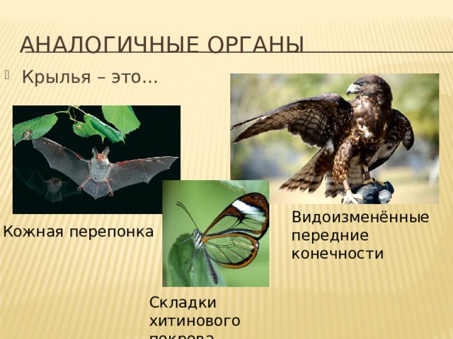 Аналогичные органы Крылья – это… Видоизменённые передние конечности Кожная перепонка Складки хитинового покрова 