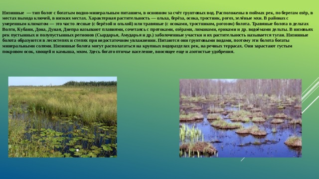  Низинные  — тип болот с богатым водно-минеральным питанием, в основном за счёт грунтовых вод. Расположены в поймах рек, по берегам озёр, в местах выхода ключей, в низких местах. Характерная растительность — ольха, берёза, осока, тростник, рогоз, зелёные мхи. В районах с умеренным климатом — это часто лесные (с берёзой и ольхой) или травяные (с осоками, тростником, рогозом) болота. Травяные болота в дельтах Волги, Кубани, Дона, Дуная, Днепра называют плавнями, сочетаясь с протоками, озёрами, лиманами, ериками и др. водоёмами дельты. В низовьях рек пустынных и полупустынных регионов (Сырдарья, Амударья и др.) заболоченные участки и их растительность называется тугаи. Низинные болота образуются в лесостепях и степях при недостаточном увлажнении. Питаются они грунтовыми водами, поэтому эти болота богаты минеральными солями. Низинные болота могут располагаться на крупных водоразделах рек, на речных террасах. Они зарастают густым покровом осок, хвощей и камыша, мхом. Здесь богато птичье население, вносящее еще и азотистые удобрения.      