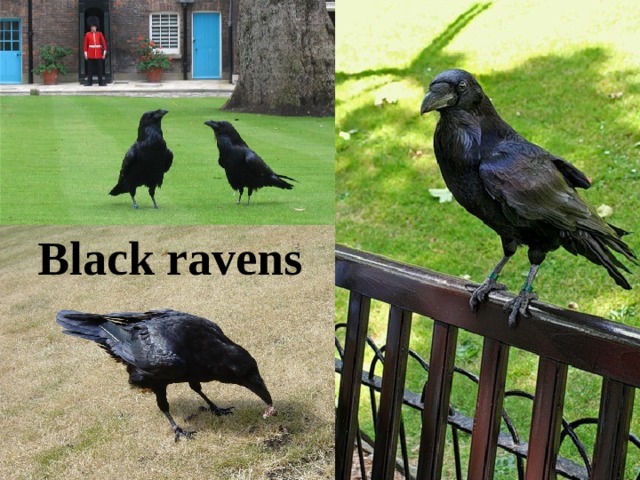 Black ravens 