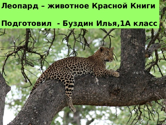 Леопард – животное Красной Книги  Подготовил - Буздин Илья,1А класс 