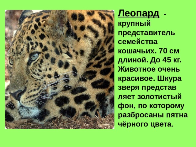 Леопард - крупный представитель семейства кошачьих. 70 см длиной. До 45 кг. Животное очень красивое. Шкура зверя представ ляет золотистый фон, по которому разбросаны пятна чёрного цвета . 