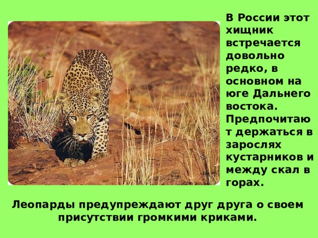 В России этот хищник встречается довольно редко, в основном на юге Дальнего востока. Предпочитают держаться в зарослях кустарников и между скал в горах. Леопарды предупреждают друг друга о своем присутствии громкими криками. 