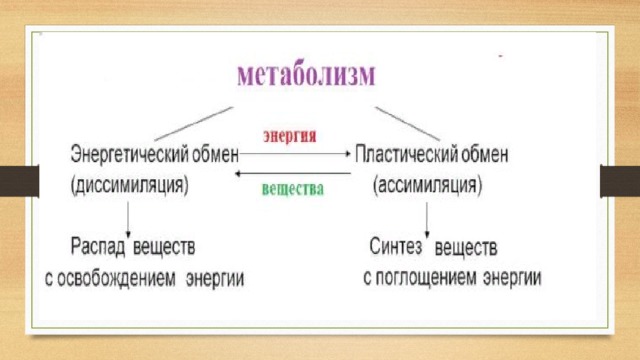 Энергетический обмен презентация 10 класс биология.