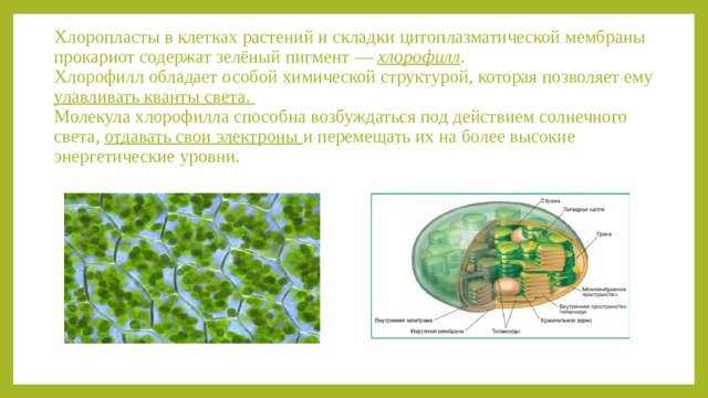 Хлоропласты в клетках растений и складки цитоплазматической мембраны прокариот содержат зелёный пигмент — хлорофилл .  Хлорофилл обладает особой химической структурой, которая позволяет ему улавливать кванты света.  Молекула хлорофилла способна возбуждаться под действием солнечного света, отдавать свои электроны и перемещать их на более высокие энергетические уровни. 